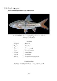 17 pengertian akuntansi menurut para ahli. Komunitas Penyuluh Perikanan Buku 101 Jenis Ikan Lokal Banua Kalimantan Selatan