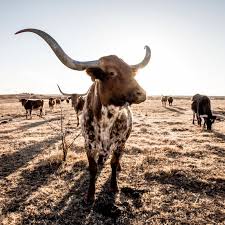 Texas Longhorn Wall Art Cow Photo