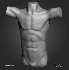 It's rather obvious that very few people are actually eight heads tall (even northern europeans, who served as the basis for this model, are closer to seven heads), but this is still the best model to start with, as it. Male Torso Sculpt On Behance