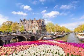 amsterdam tulips how to see these