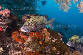 photograph many spotted sweetlips
