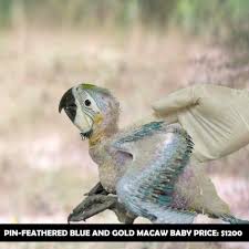 blue and gold macaw parrot cost