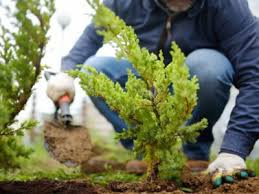Tree Planting Tips And Planting Shrubs