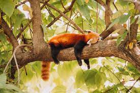 how you can help the red panda planet