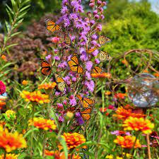 A Garden For Erflies In Michigan