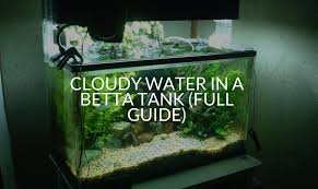 cloudy water in a betta tank full