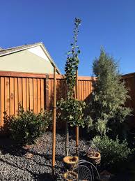 ginkgo tree to prune or not to prune