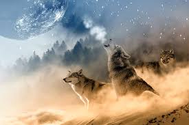 wolves 1080p 2k 4k 5k hd wallpapers