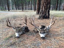 Just looking at these astonishing creatures and the it can also be helpful as you learn how to judge mule deer within the field. Examples Of 150 Or Better Mule Deer