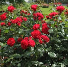 rose montana kaufen rosen tantau