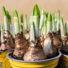 The Gentle Art of Forcing Bulbs — Sunset Magazine