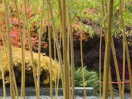 how to grow bamboo saga
