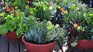 Before Planting Your Herb Garden