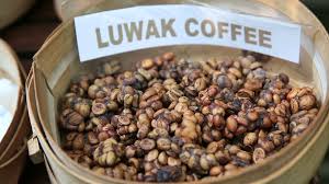 RÃ©sultat de recherche d'images pour "Kopi Luwak"
