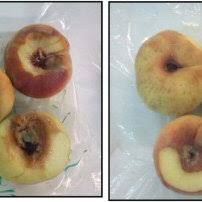 Mature peach fruits were collected in Jordan from two farming types (on...  | Download Scientific Diagram
