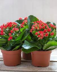 What are the best low maintenance houseplants? 16 Indoor Blooming Plants That Are Easy To Maintain
