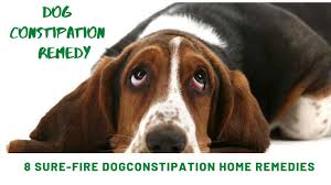 dog constipation remedy 8 sure fire