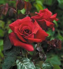 Top 6 Red Roses For The Garden The