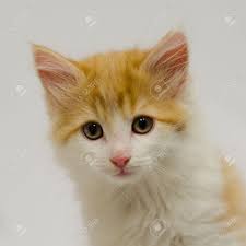 This little precious snowball fluffy kitten is too cute. Orange And White Fluffy Kitten On White Looking At Camera Stock Photo Picture And Royalty Free Image Image 28800390