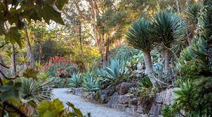 Meet The Plants Sf Botanical Garden