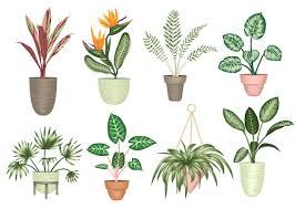 Ilration Of Tropical Houseplants In