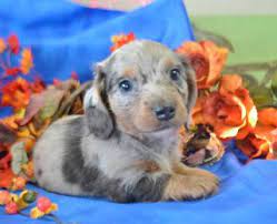 Dachshund puppies have long sausage shaped bodies, which has given rise to the nickname, sausage dog everything you want to know about dachshund including grooming, training, health. Mini Dachshund Puppies For Sale Virginia Beach Virginian Richmond 1270 Diamond Springs Rd Ste 102 Virginia Beach Animal Pet