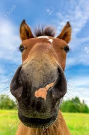 Two funny horses in the stable. Young Funny Horse Stock Photo Picture And Royalty Free Image Image 20691977