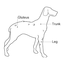 adipose lipoma tumors in dogs