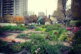 community gardens have solid roots in