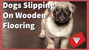 dogs slipping on wooden floors funny