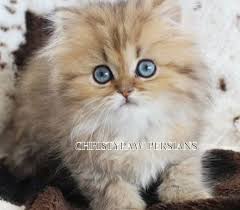 persian kittens in missouri