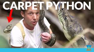 australian carpet python in the wild