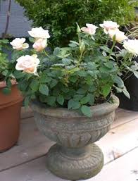 Roses In Stone Urn Garden Plant Pots