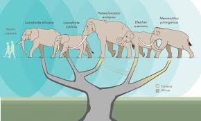 Genetic Study Shakes Up The Elephant Family Tree