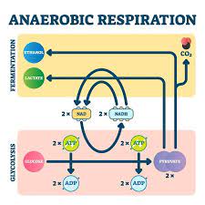Anaerobic Respiration The Definitive