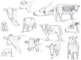 Cow Drawing Reference and Sketches for Artists