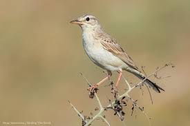 The tawny pipit can be seen in small numbers during spring and autumn. Tawny Pipit Ebird