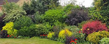 Index Of Garden Shrubs Seasonal Gardening