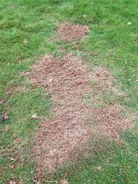 (unless your soil has a high clay content that requires regular aeration, it probably doesn't make much sense buying a lawn aerator machine.) spring is not the ideal time to aerate the lawn, but circumstances may require it. Lawn Aeration Seeding Fairway Green Inc