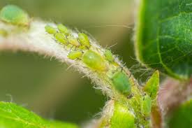 Get Rid Of Aphids In A Greenhouse
