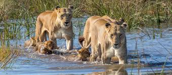 botswana lion pride eye of wonder