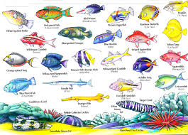 Saltwater Fish Names Hawaiian Reef Fish Guide Types Of