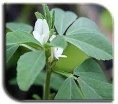 Insufficient milk production is typically the main reason why mothers stop breastfeeding. Fenugreek Production Guide Shyama Tips A A A A A Methi Farming Fenugreek Cultivation How To Grow Fenugreek Fenugreek Is Also Called Methi