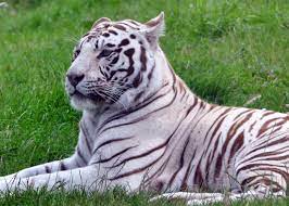 white tiger free stock photo