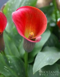 red alert calla lily calla bulbs