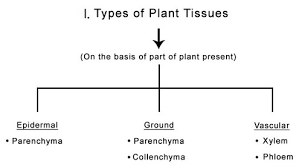 Types Of Plant Tissues Ck 12 Foundation