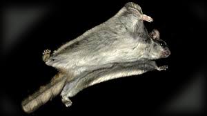 Southern Flying Squirrels Land In Canada Wsj