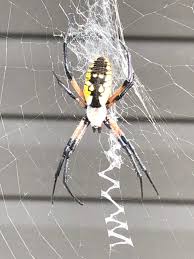 unidentified spider in picton ontario