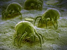 dust mite allergy symptoms and allergy