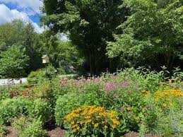 Native Pollinator Garden From Scratch